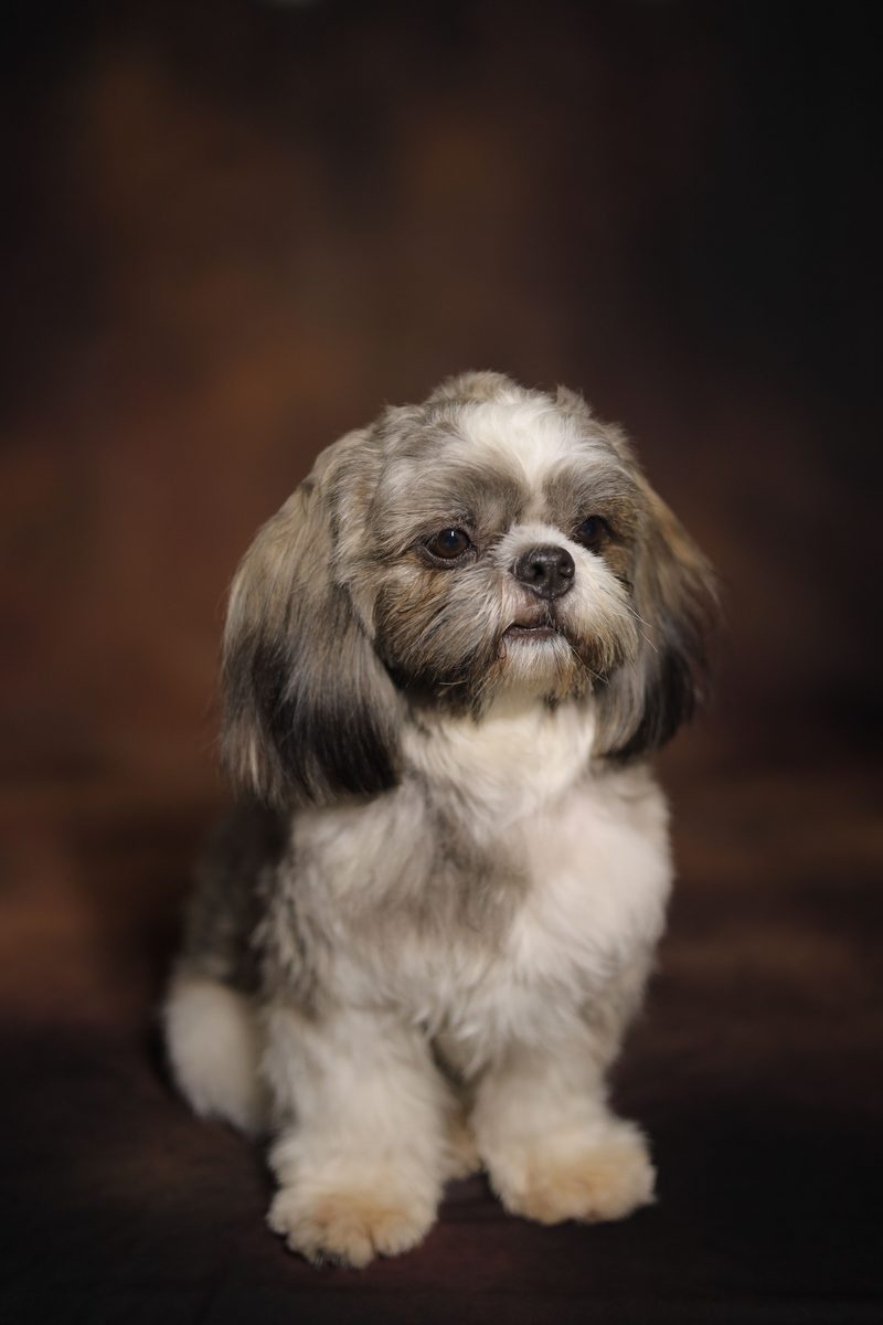 Lhasa Apso