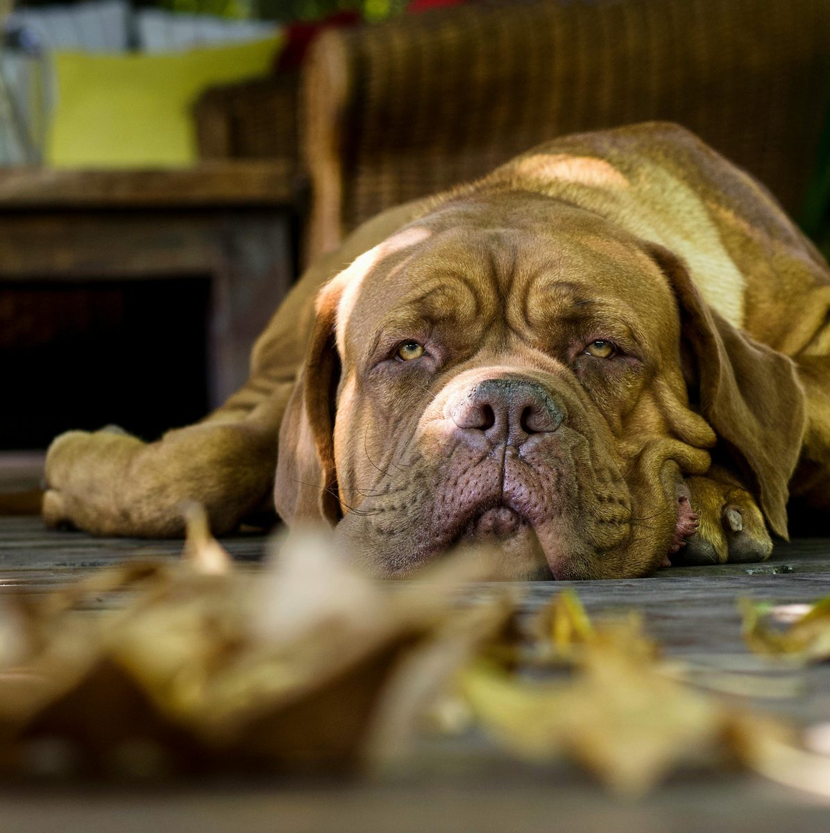 Mastiff