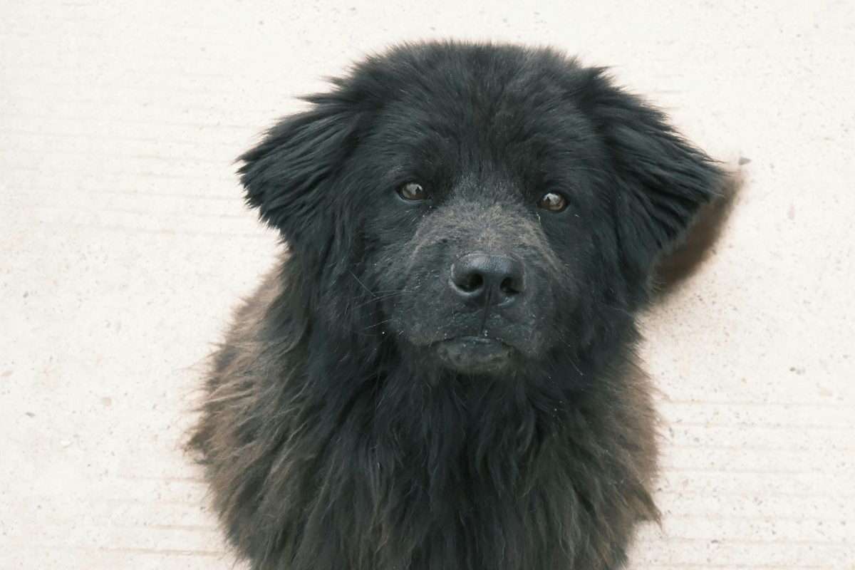 Newfoundland