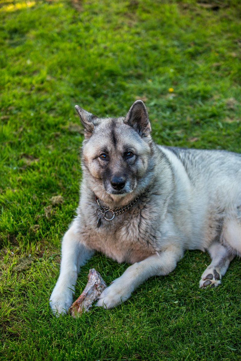 Norwegian Elkhound