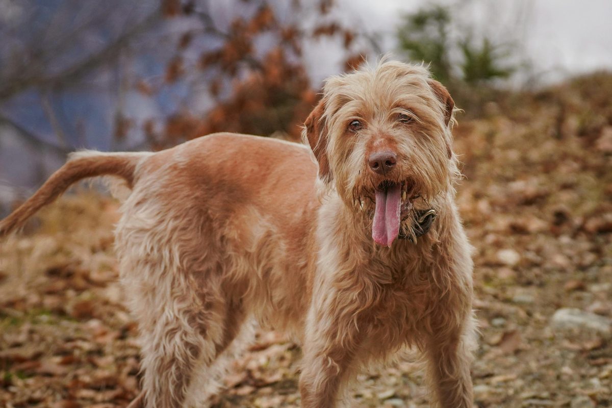 Otterhound. Rare. Shaggy. Absolutely magnificent.