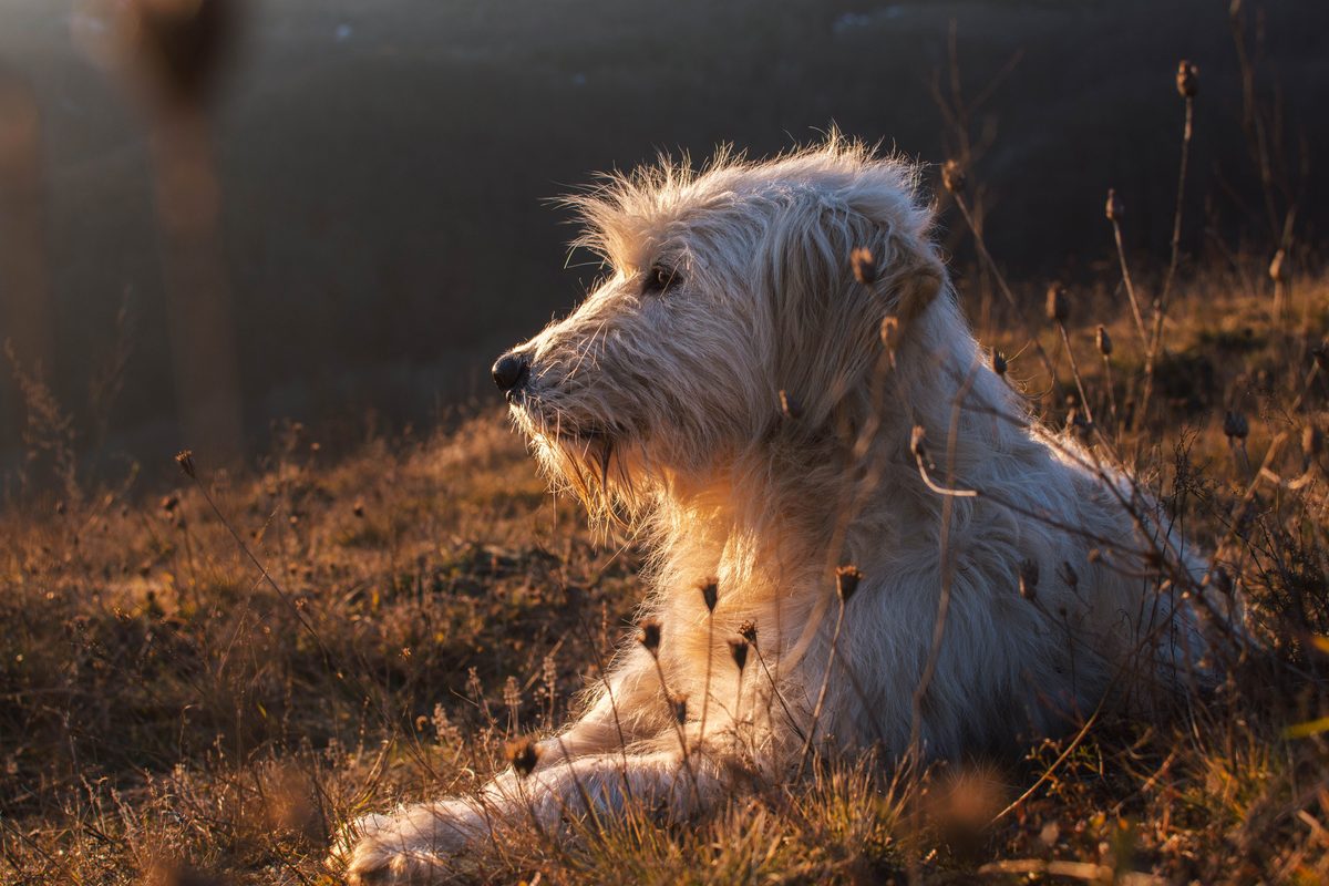 Otterhound