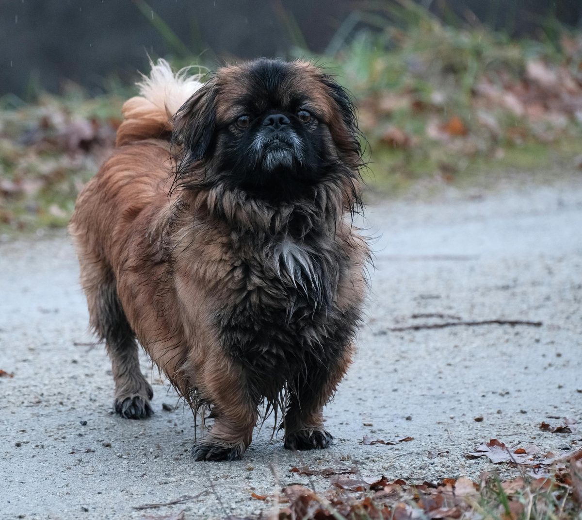 Pekingese. Carried in sleeves. Still expects that treatment.