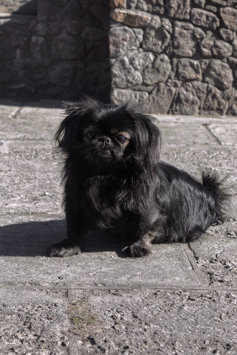 Pekingese