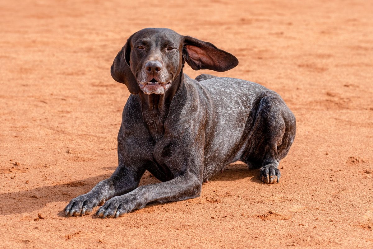 Pointer