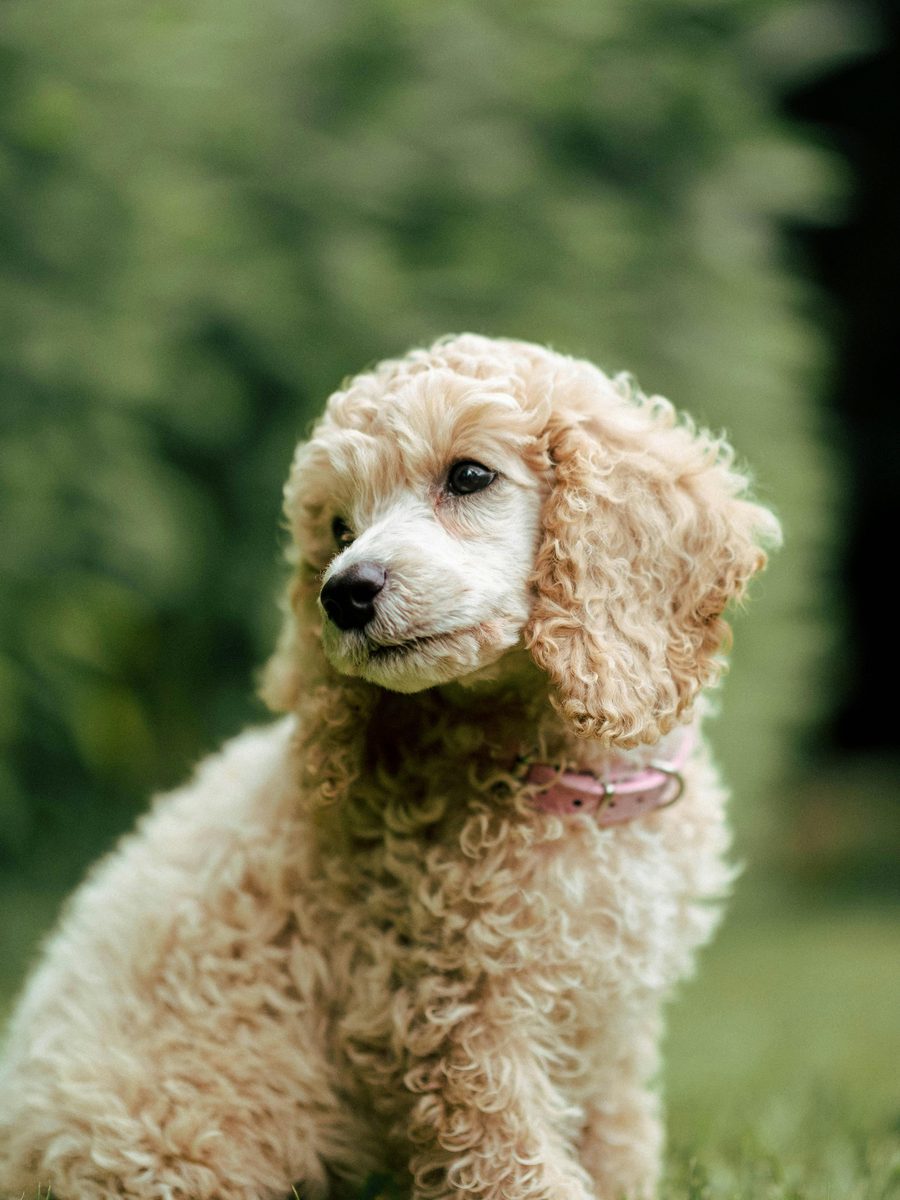 Poodle. Fluffier than you. Smarter too.