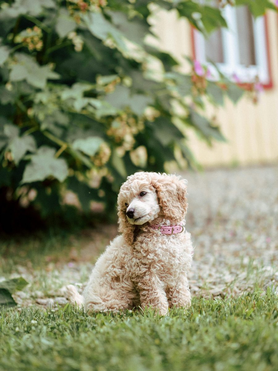 Poodle