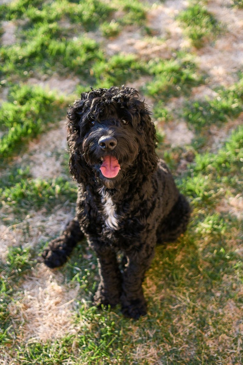 Portuguese Water Dog. Herded fish once. Would do it again.