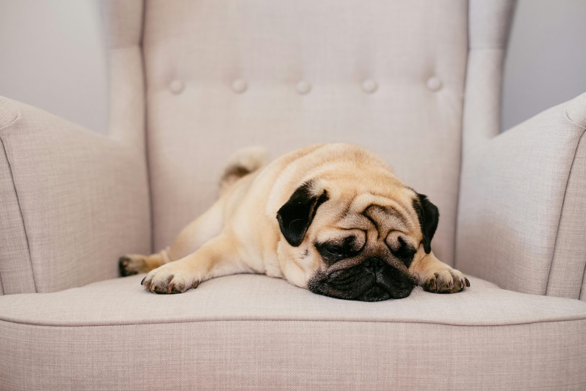 Pug. Breathing loudly. Living loudly.