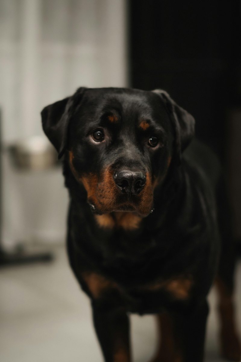 Rottweiler