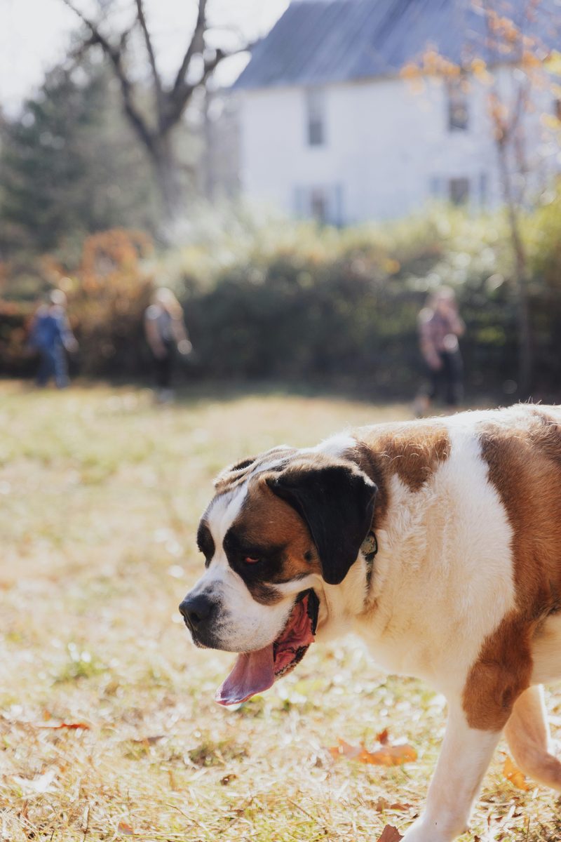 Saint Bernard. Rescue dog. Also needs rescuing from the couch.
