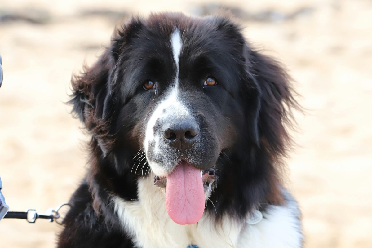 Saint Bernard