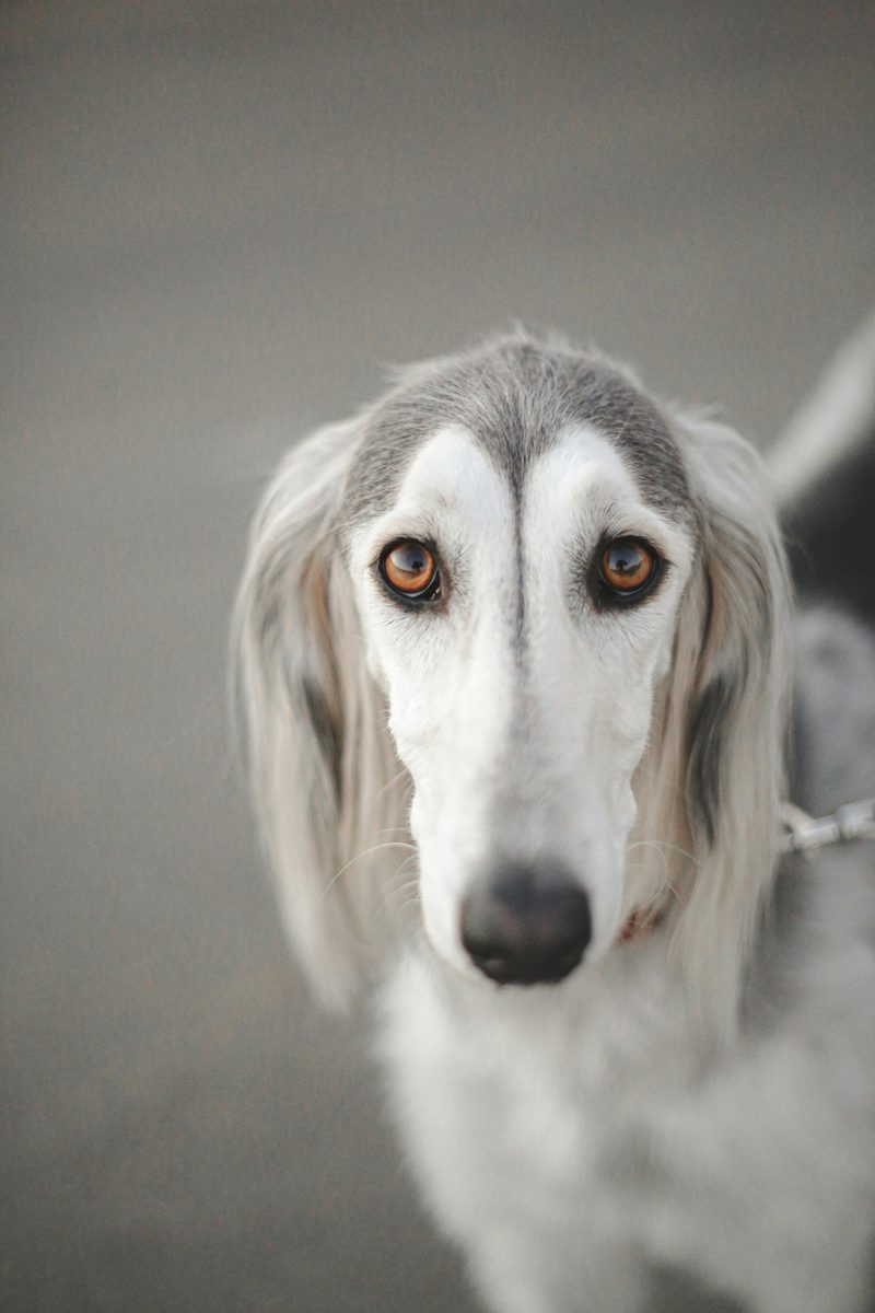 Saluki. Ancient breed. Timeless elegance.