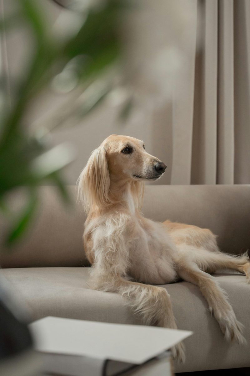 Saluki