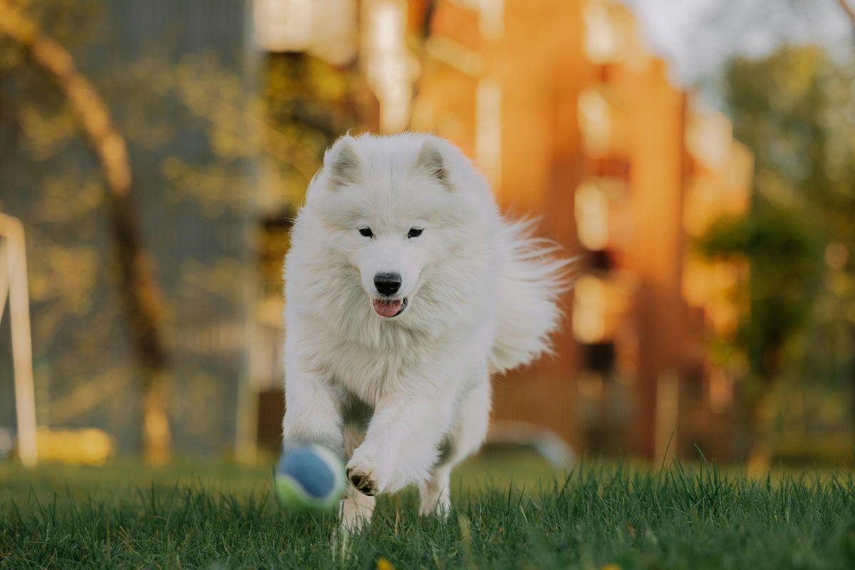 Samoyed. Smiling. Always smiling.