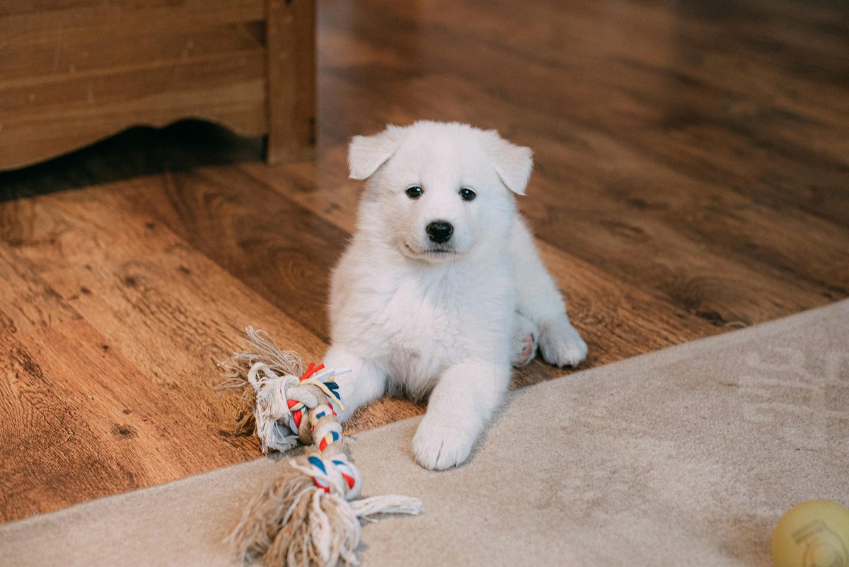 Samoyed