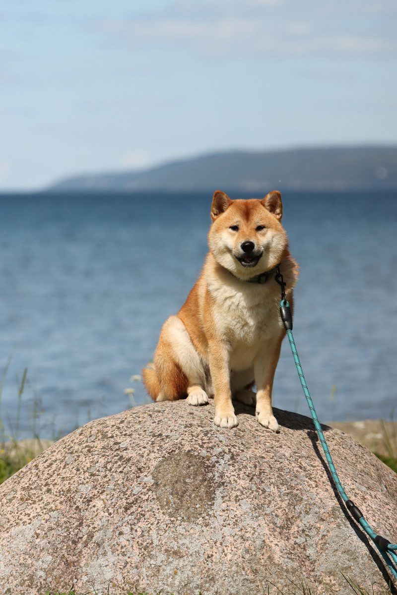 Shiba Inu. Much wow. Very dog. Such attitude.