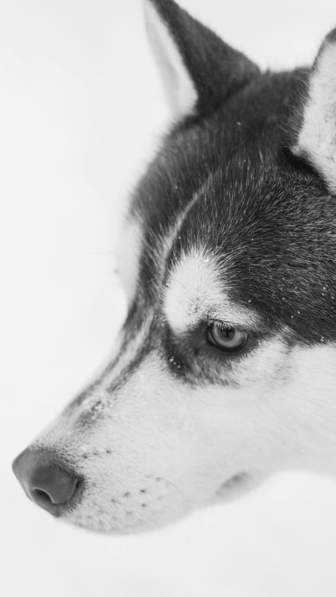 Siberian Husky. Opinion? Yes. Volume? Maximum.