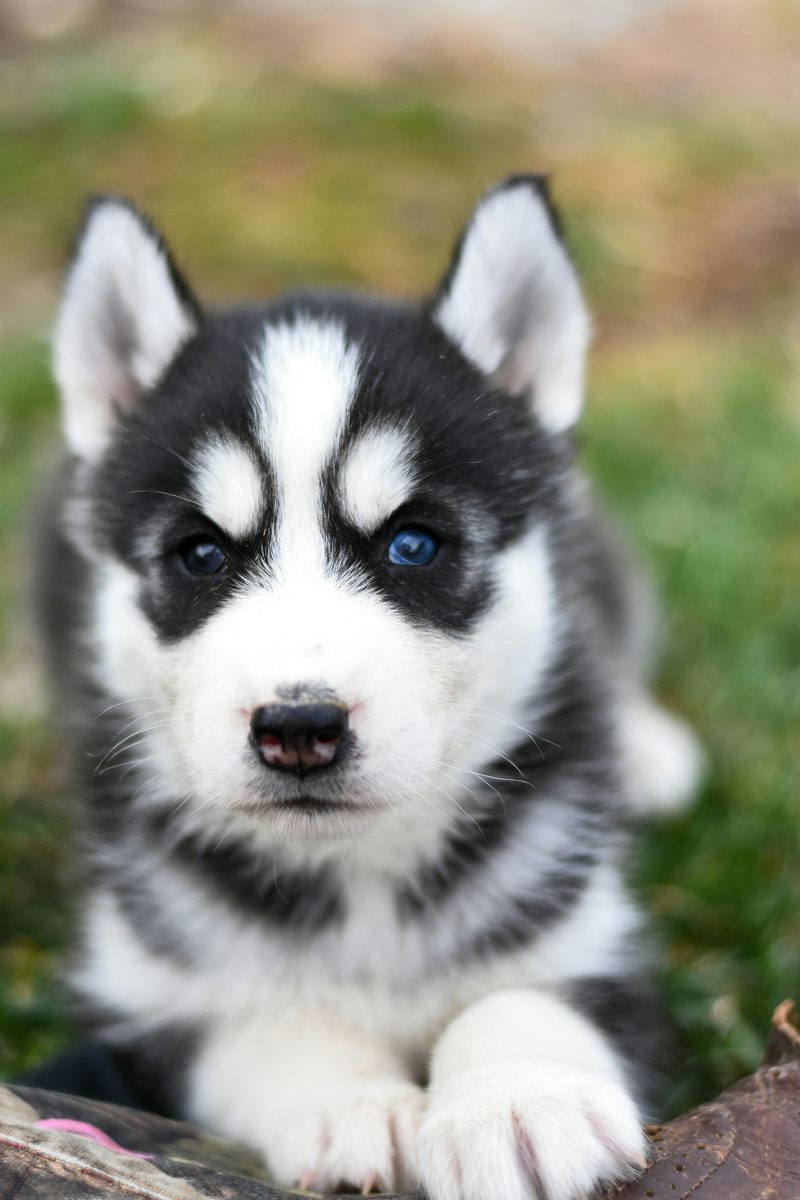 Siberian Husky