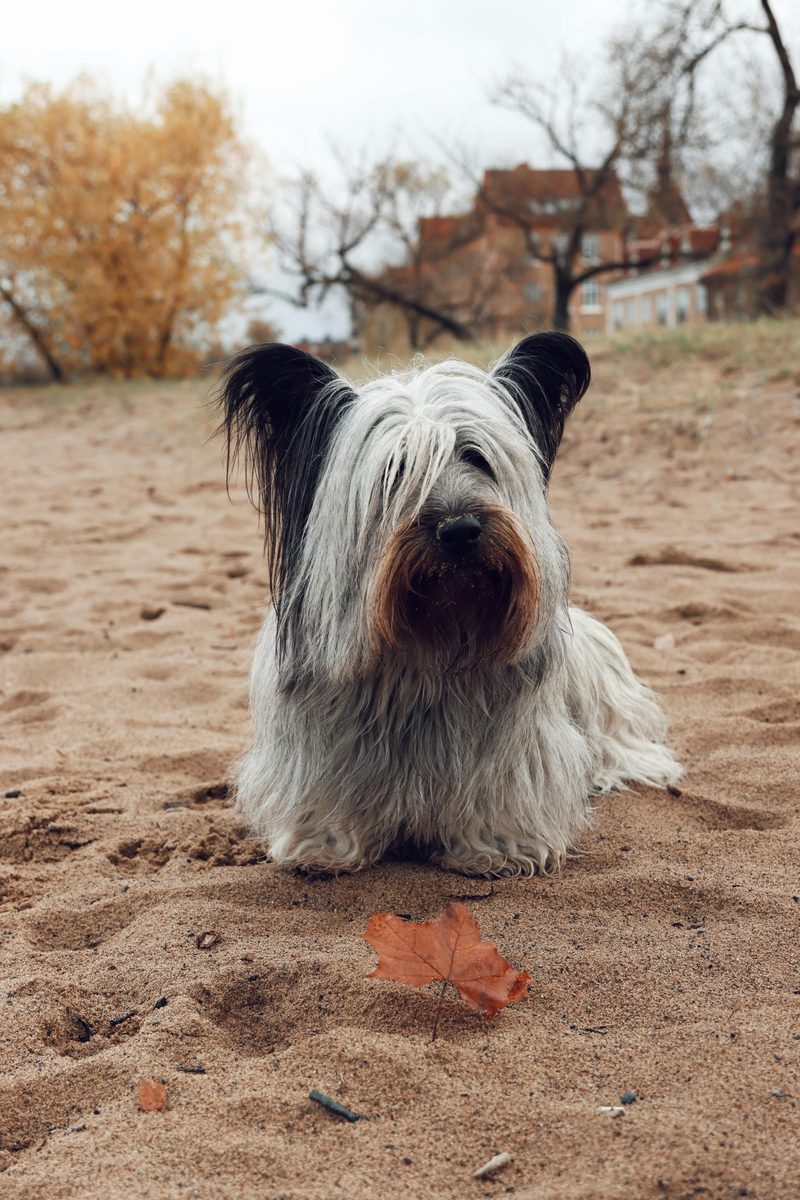 Skye Terrier. Long coat. Longer memory.