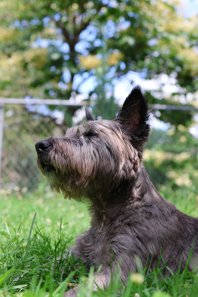 Skye Terrier