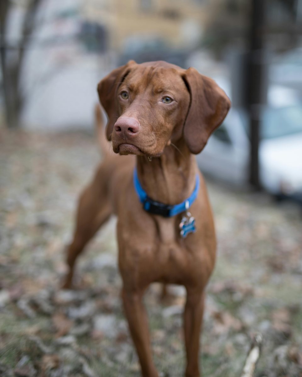 Vizsla. Velcro dog. Currently attached to its person.