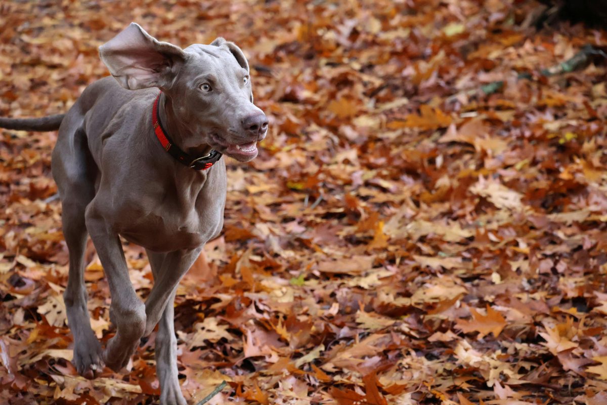 Weimaraner. The Gray Ghost. Haunting your kitchen for scraps.