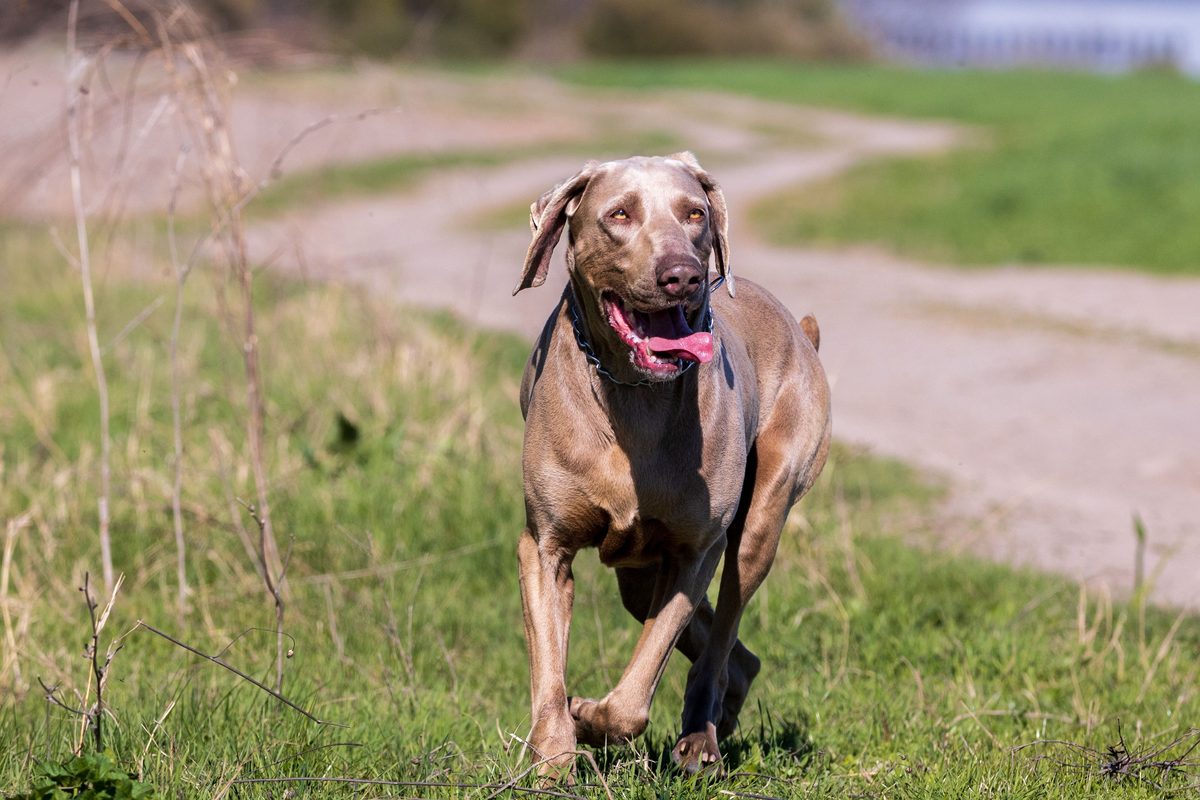 Weimaraner