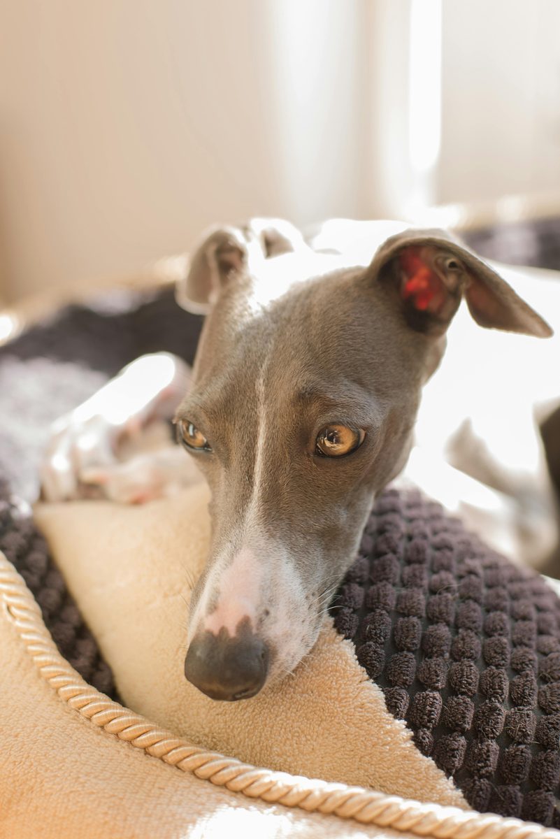 Whippet. Fast. Elegant. Cuddly at home.