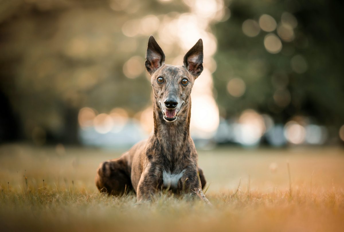 Whippet